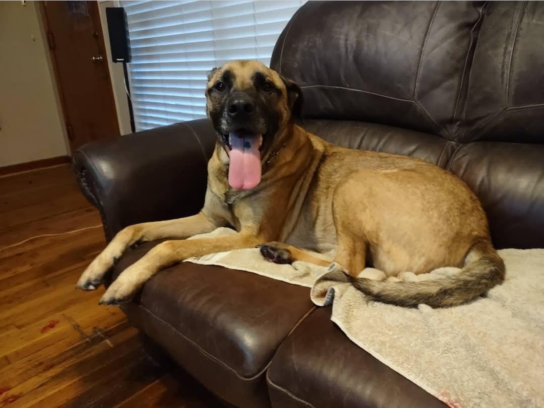 Enlarge Jasper, a Adoptable mixed breed in Remus, MI image 2/6
