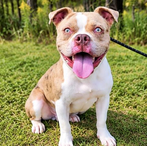 Enlarge Wiley, a Adoptable mixed breed in Southfield , MI image 2/6