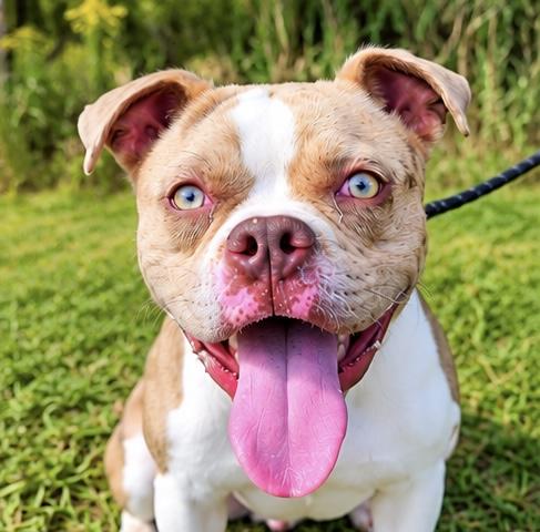 Enlarge Wiley, a Adoptable mixed breed in Southfield , MI image 3/6