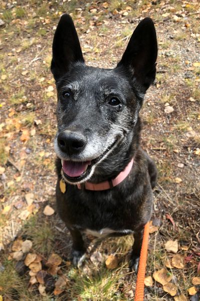 Ori, an adopted mixed breed in Dumont, CO image 1/4