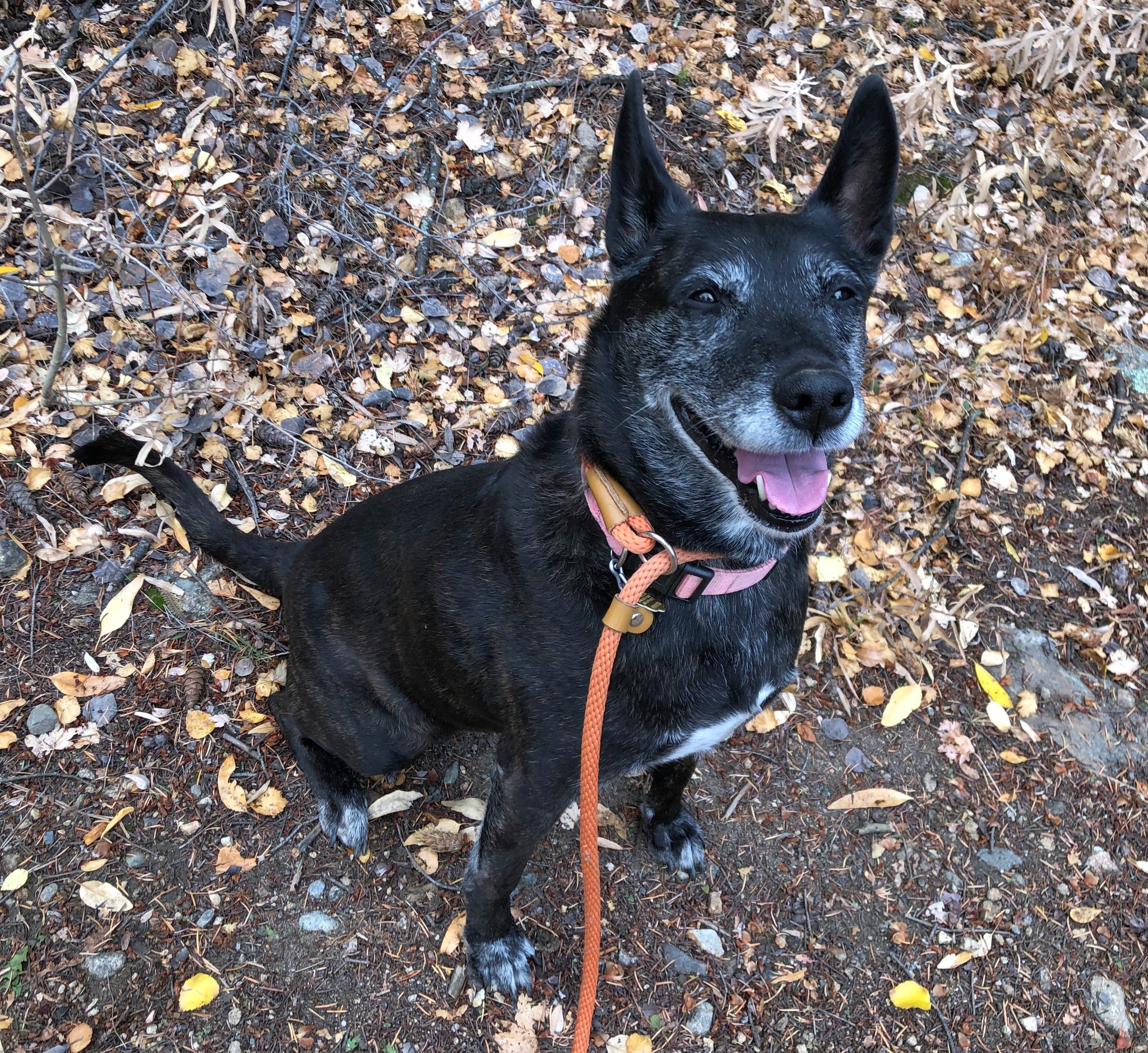Ori, an adopted mixed breed in Dumont, CO image 2/4