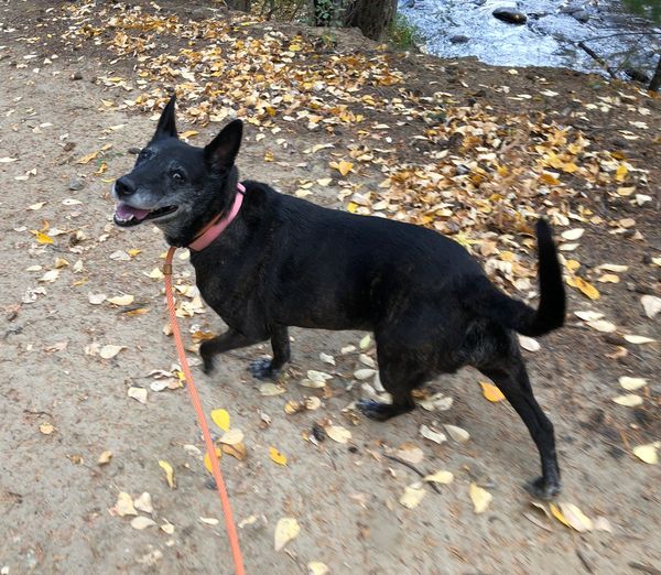 Ori, an adopted mixed breed in Dumont, CO image 3/4