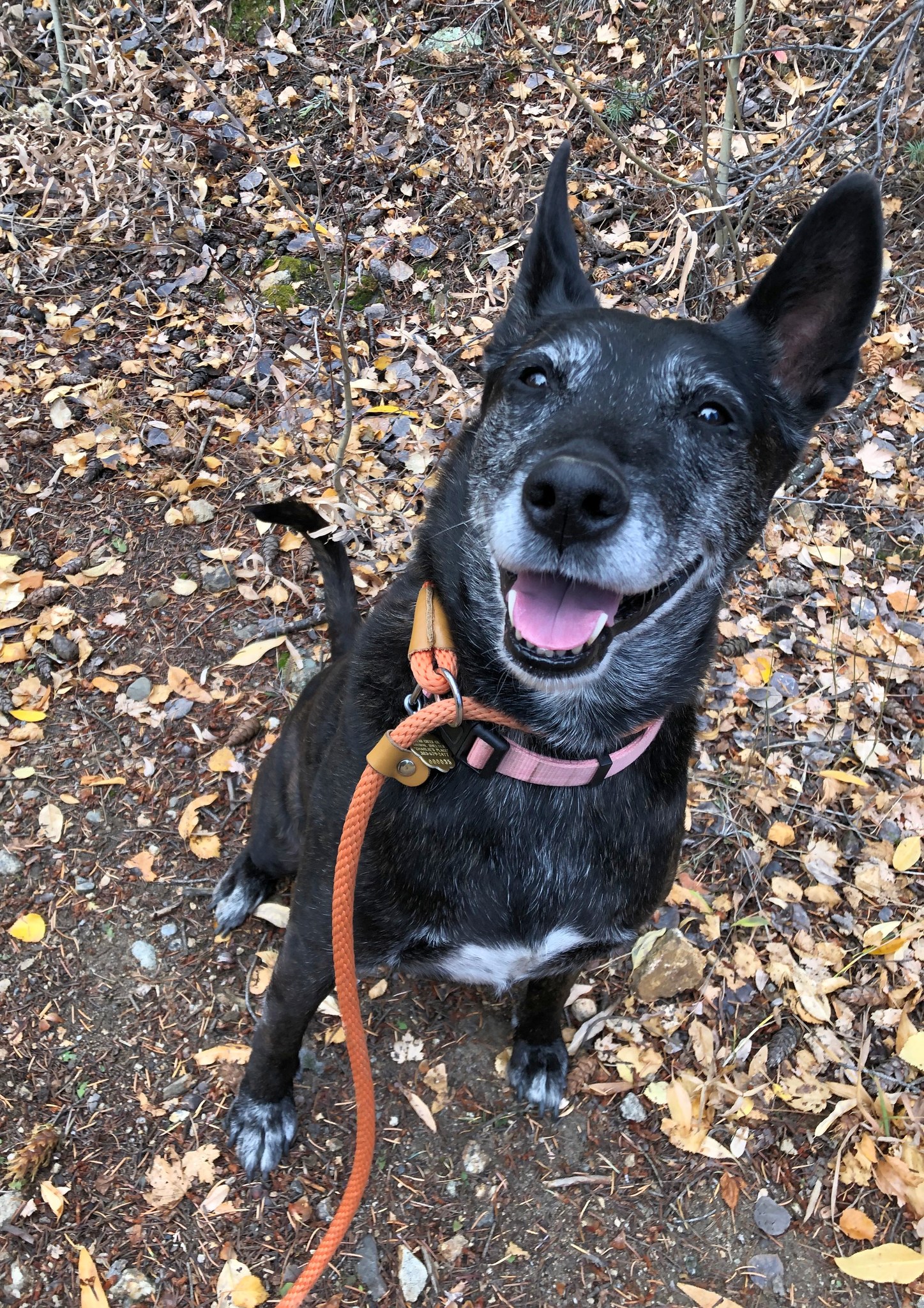 Ori, an adopted mixed breed in Dumont, CO image 4/4