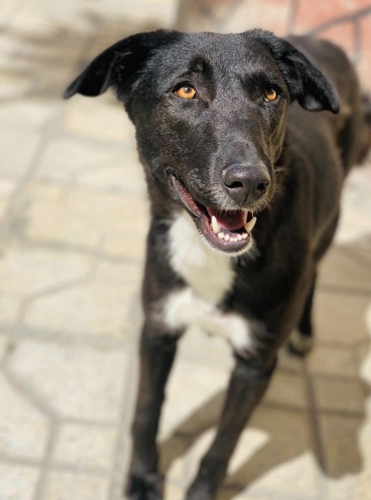 Enlarge Buttercup, a Adoptable Mixed Breed in Ridgefield, CT image 1/3