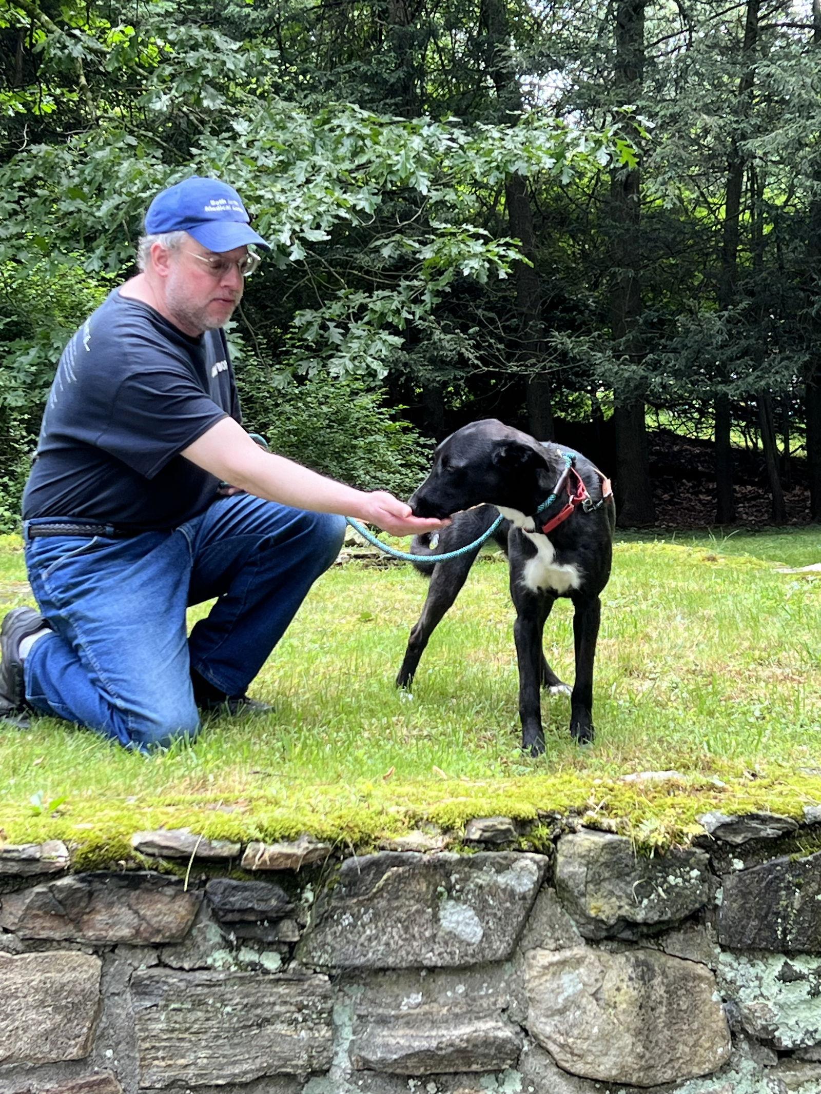 Enlarge Buttercup, a Adoptable Mixed Breed in Ridgefield, CT image 2/3