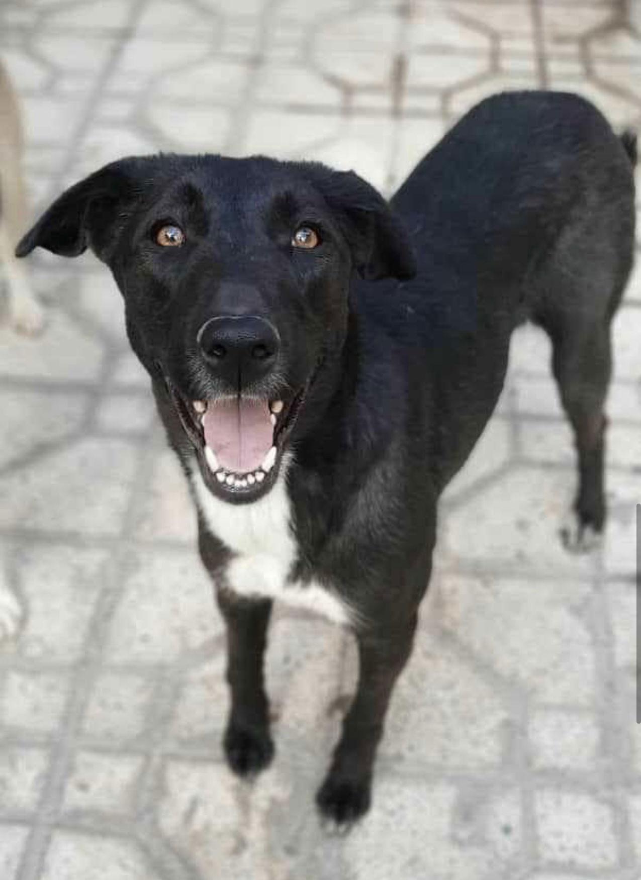 Enlarge Buttercup, a Adoptable Mixed Breed in Ridgefield, CT image 3/3