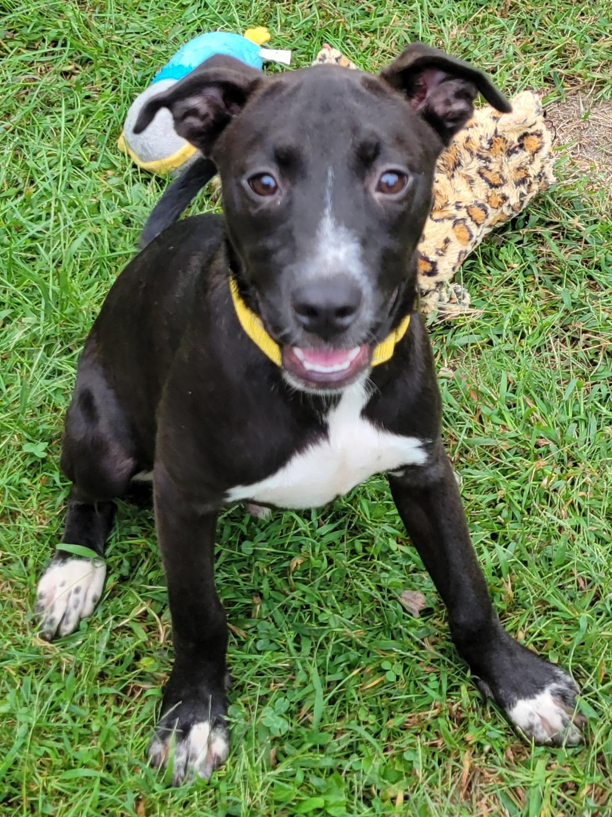 Enlarge Cairo, a Adoptable mixed breed in Elwood, NJ image 6/6