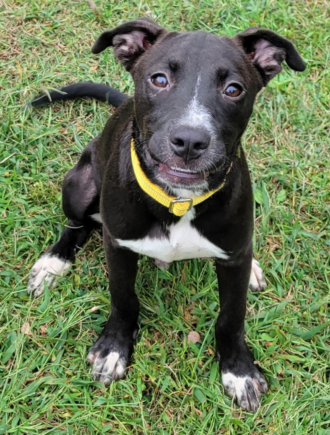 Enlarge Cairo, a Adoptable mixed breed in Elwood, NJ image 4/6