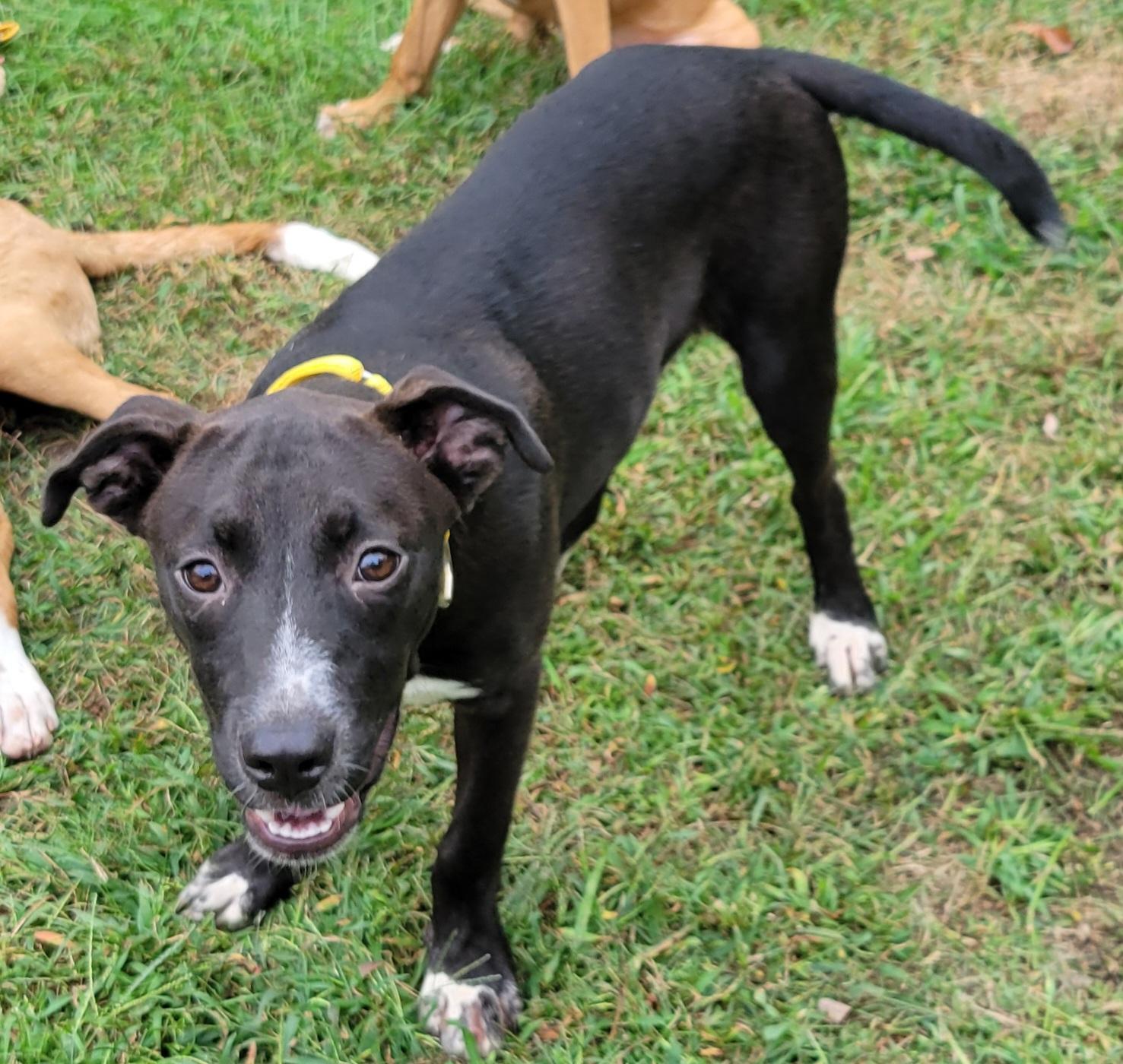 Enlarge Cairo, a Adoptable mixed breed in Elwood, NJ image 2/6