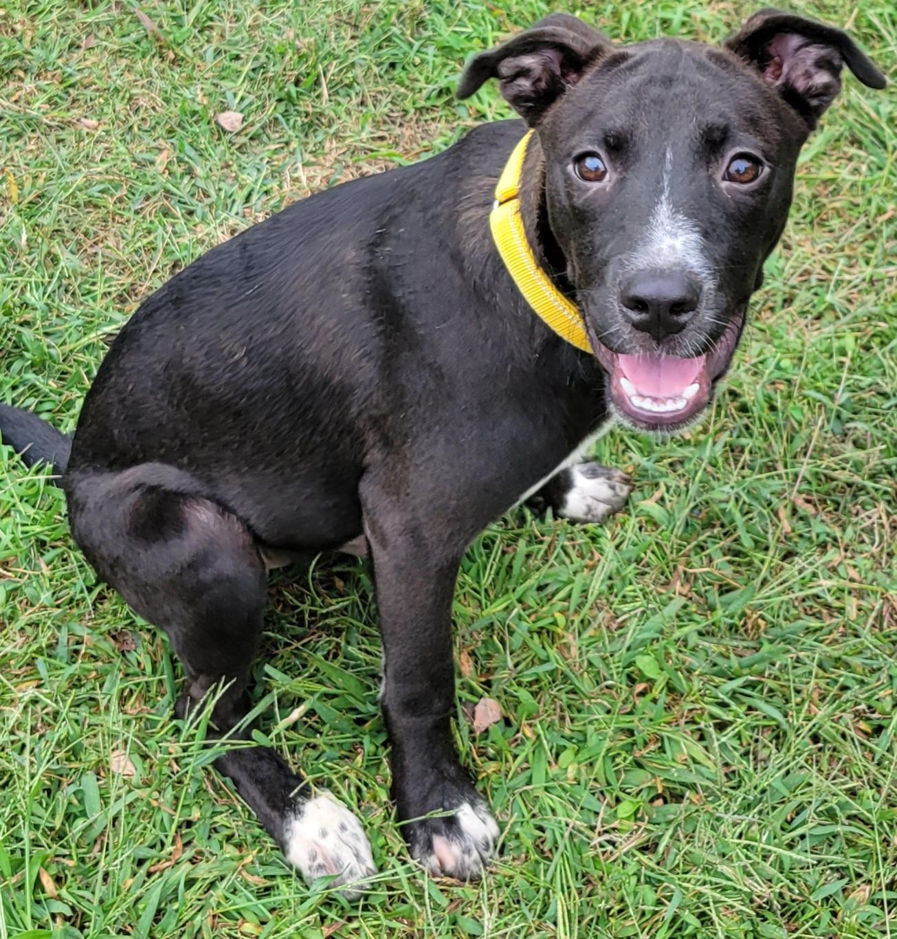 Enlarge Cairo, a Adoptable mixed breed in Elwood, NJ image 5/6