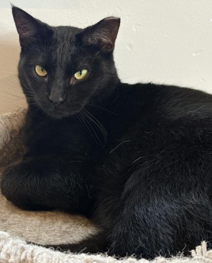 Enlarge No-Name, a Adoptable mixed breed in Cecil, WI image 1/2