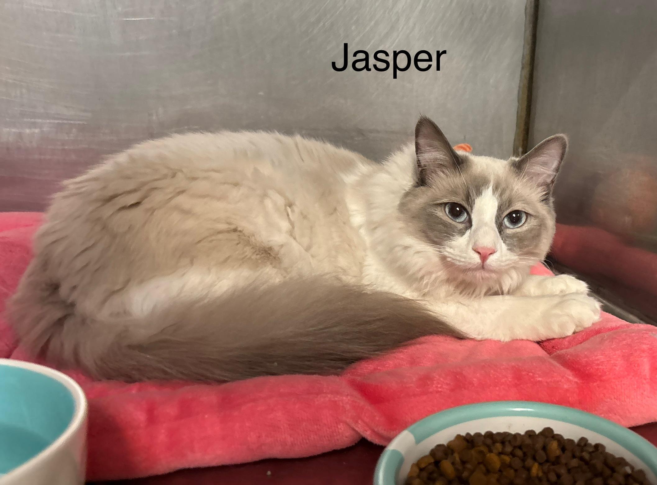 Jasper, adopted, Young Male Siamese.