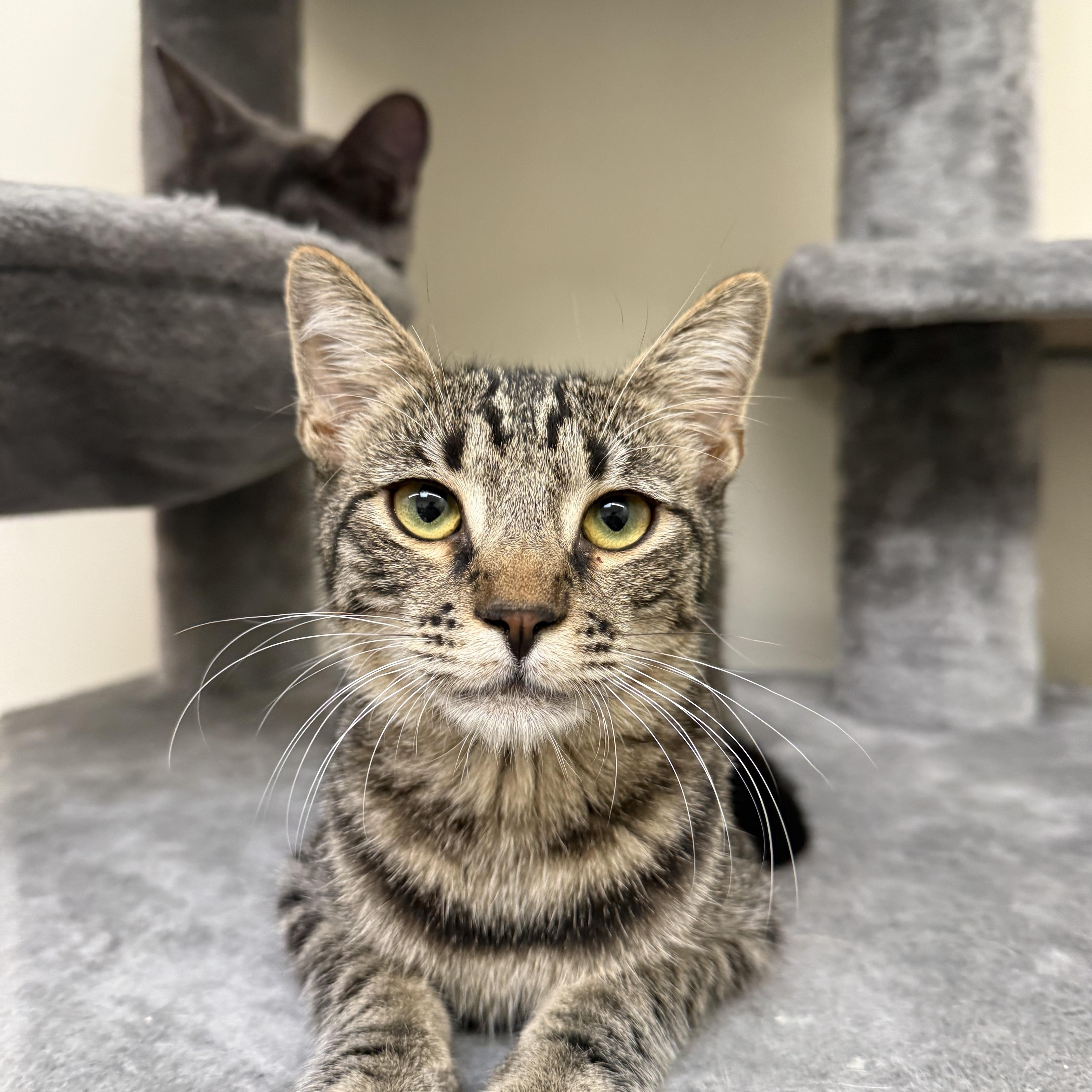 Raymer, Adoptable, Kitten Male Domestic Short Hair.