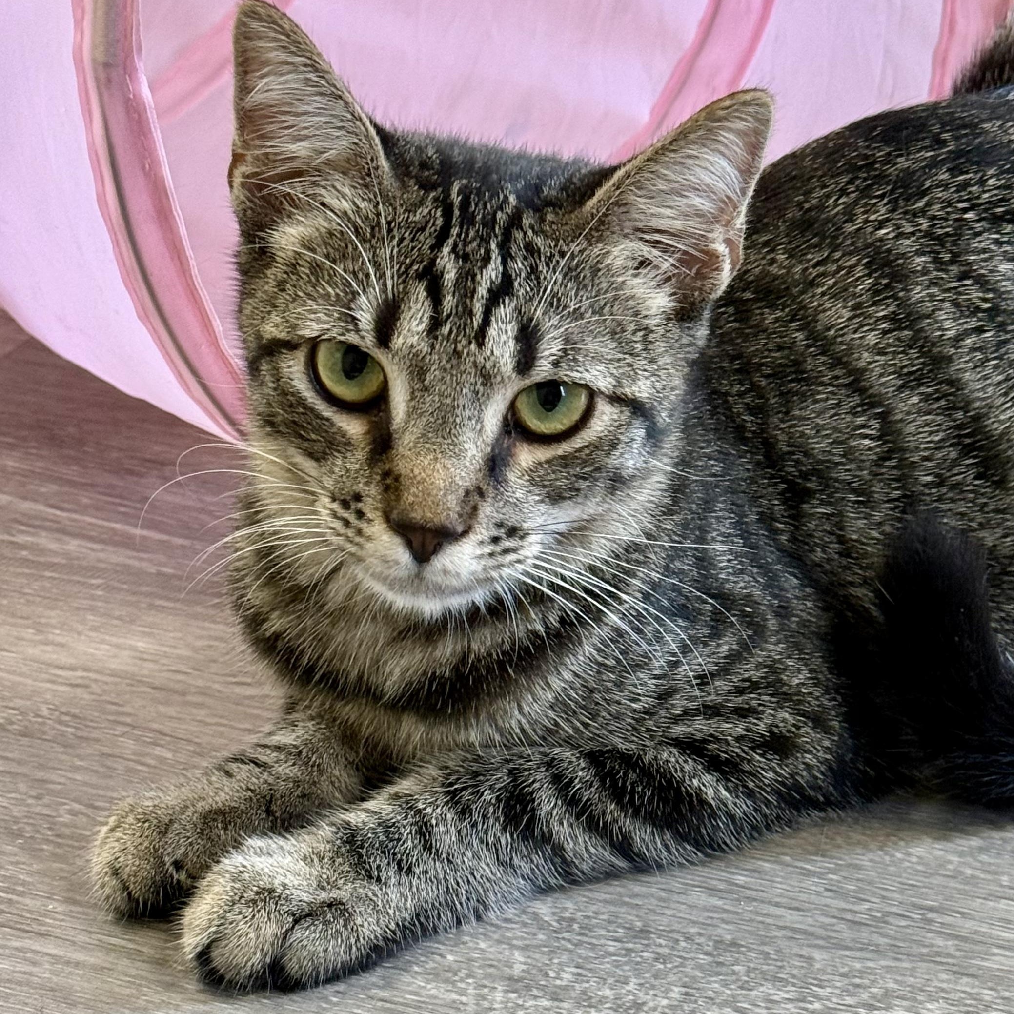Enlarge Raymer, a Adoptable Domestic Short Hair in Santa Monica, CA image 2/5
