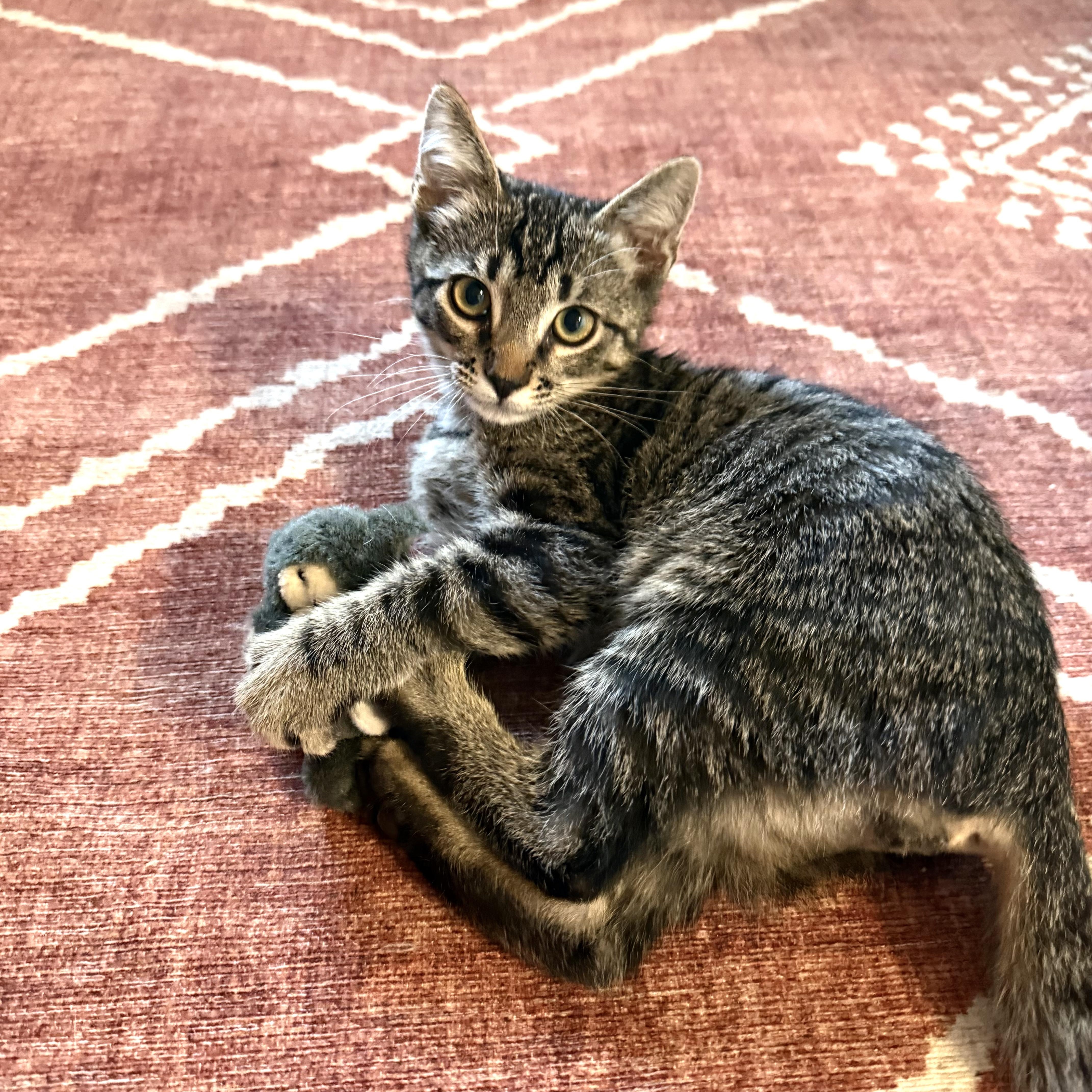 Enlarge Raymer, a ADOPTABLE Domestic Short Hair in Santa Monica, CA image 2/5