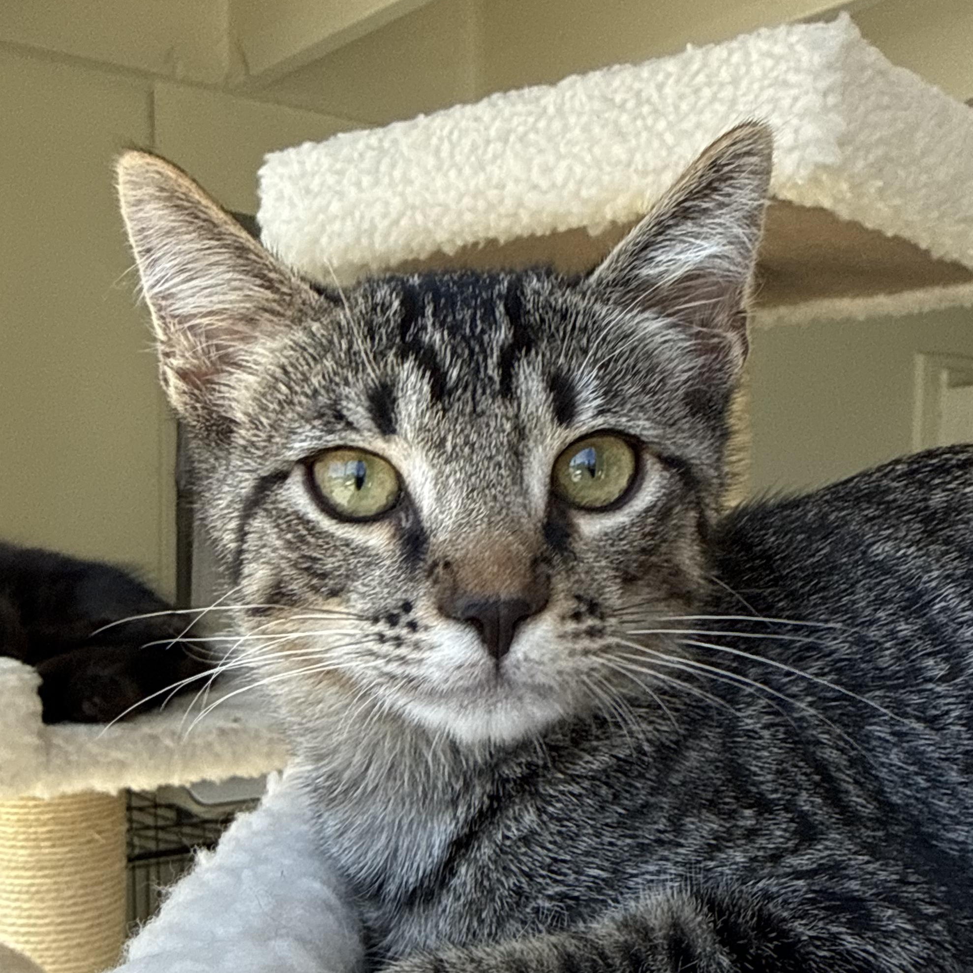 Enlarge Raymer, a ADOPTABLE Domestic Short Hair in Santa Monica, CA image 1/5
