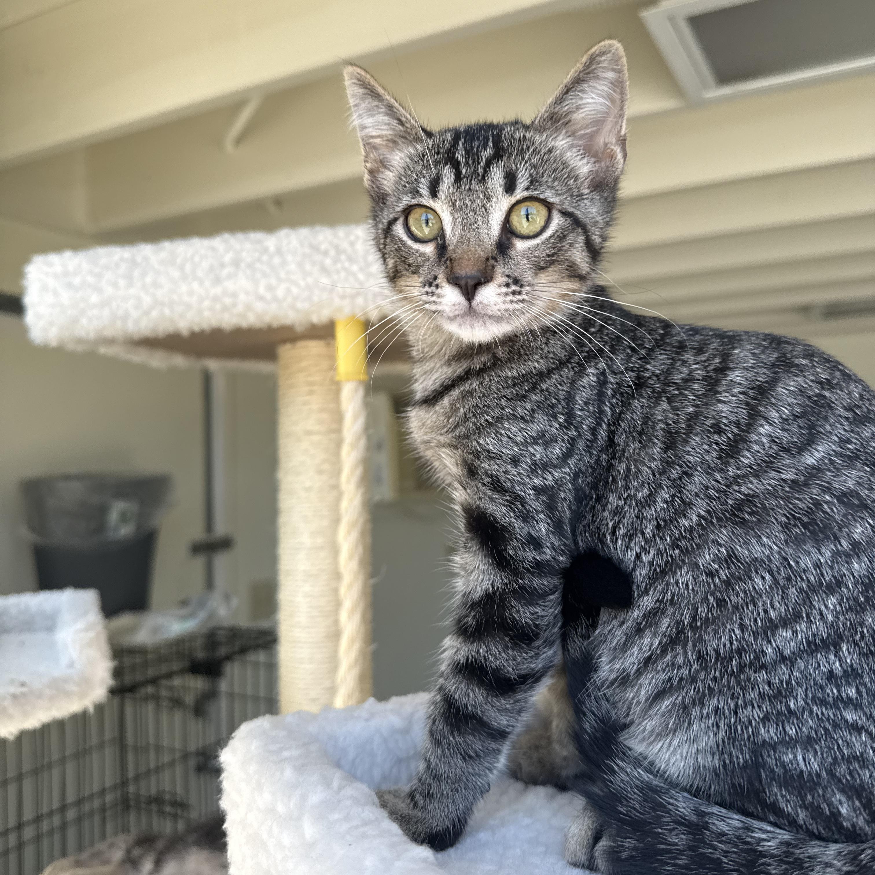 Enlarge Raymer, a ADOPTABLE Domestic Short Hair in Santa Monica, CA image 3/5