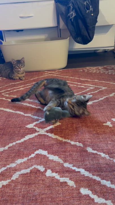 Enlarge Raymer, a ADOPTABLE Domestic Short Hair in Santa Monica, CA video 5/5