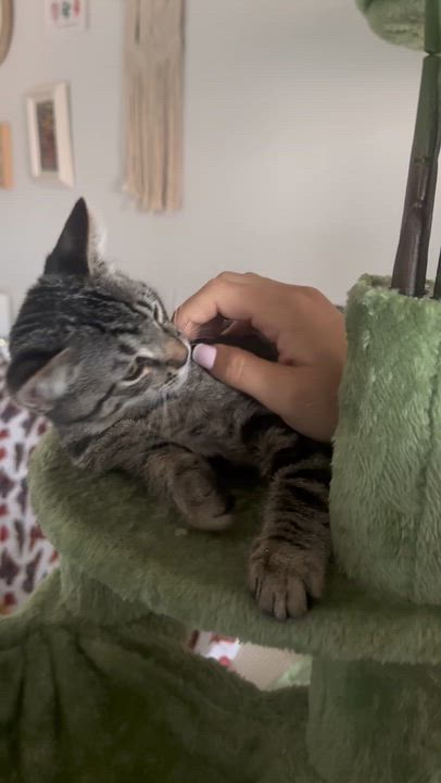 Enlarge Raymer, a ADOPTABLE Domestic Short Hair in Santa Monica, CA video 4/5