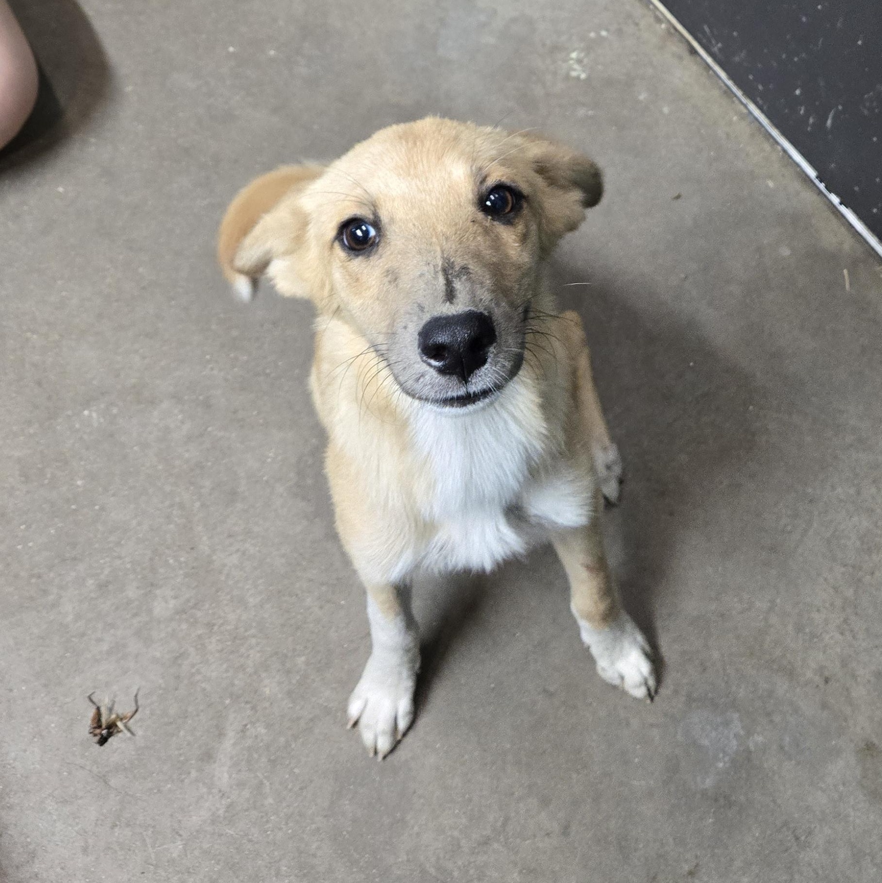 Enlarge License, an adopted mixed breed in Graham, TX image 5/5