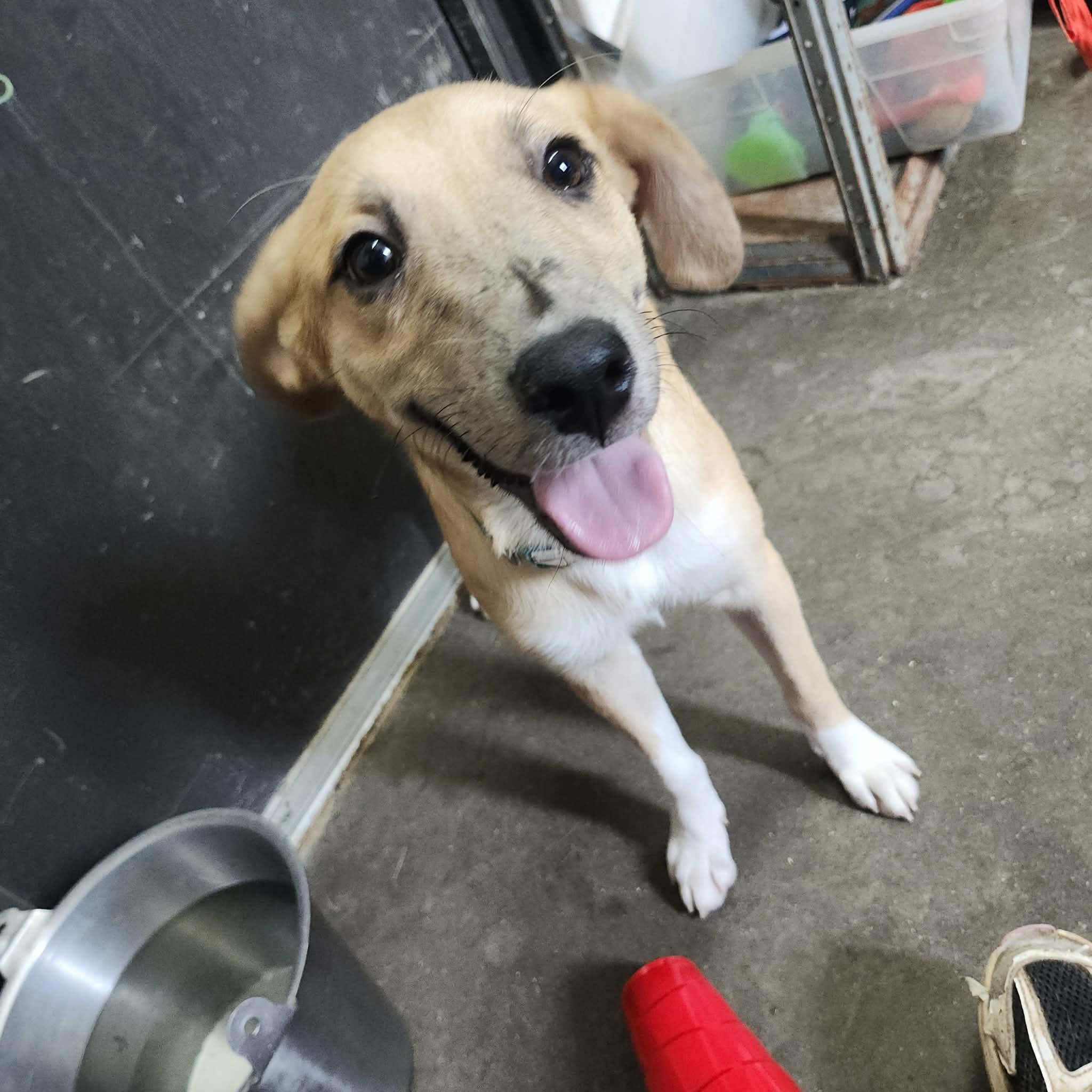 Enlarge License, an adopted mixed breed in Graham, TX image 1/5