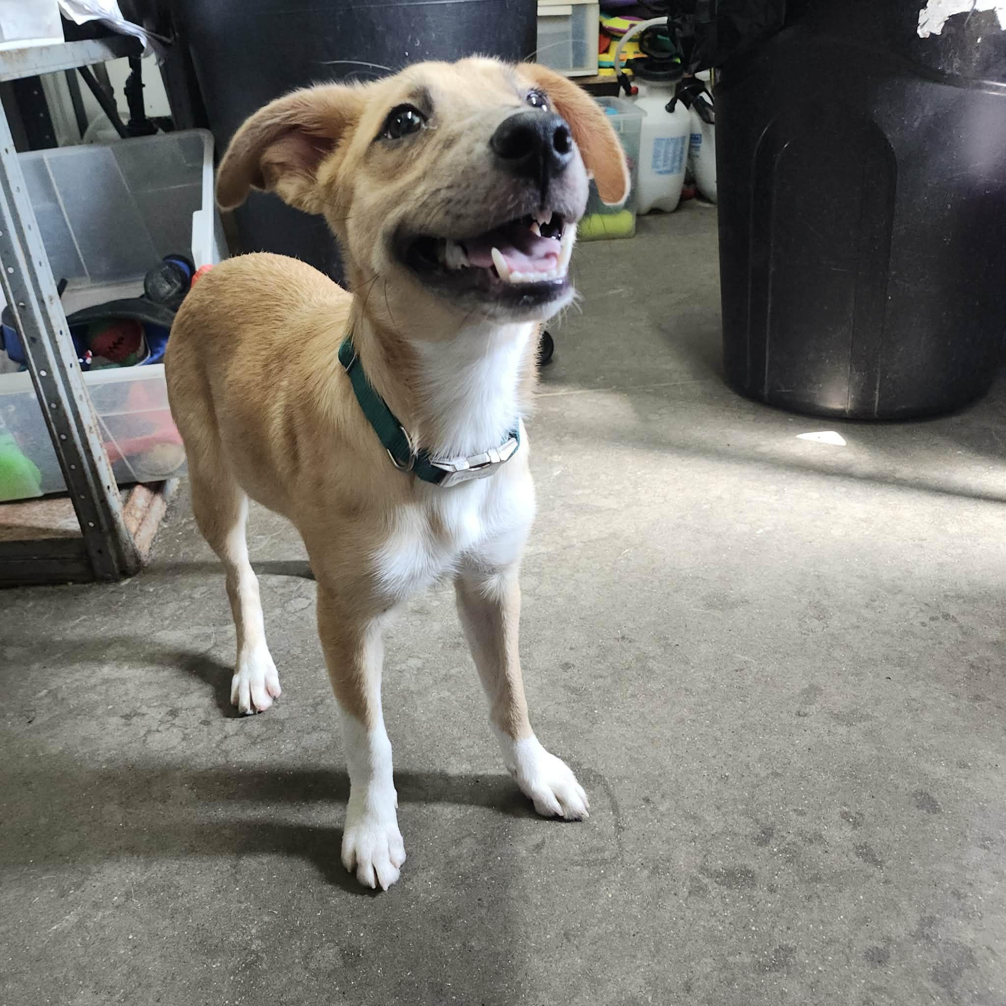 Enlarge License, an adopted mixed breed in Graham, TX image 2/5