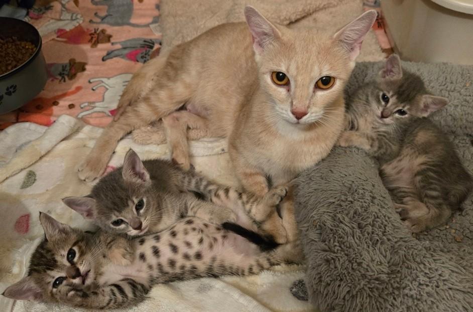 The Delany Family, Mason, Bama Breezy, Morgan and Mama Delany., a ADOPTABLE mixed breed in Miami Beach, FL image 1/6
