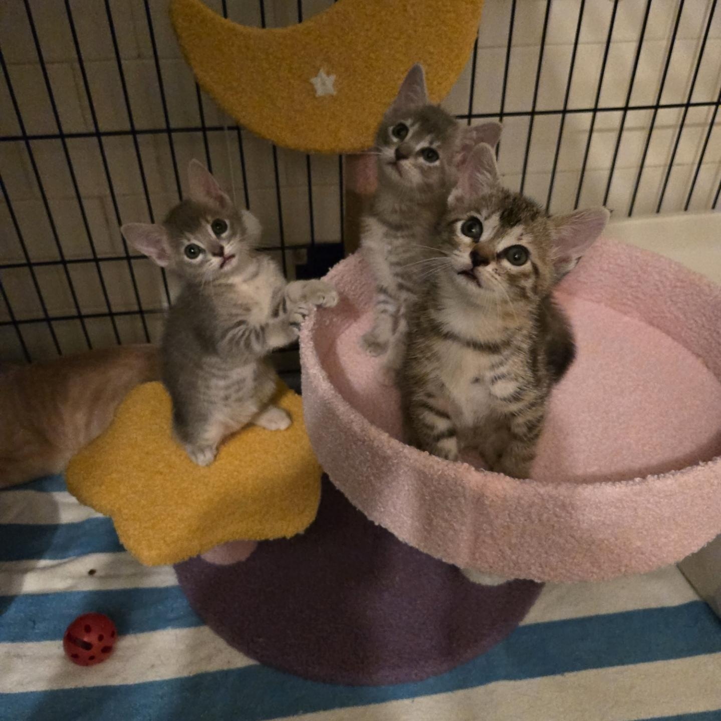 The Delany Family, Mason, Bama Breezy, Morgan and Mama Delany., a ADOPTABLE mixed breed in Miami Beach, FL image 6/6