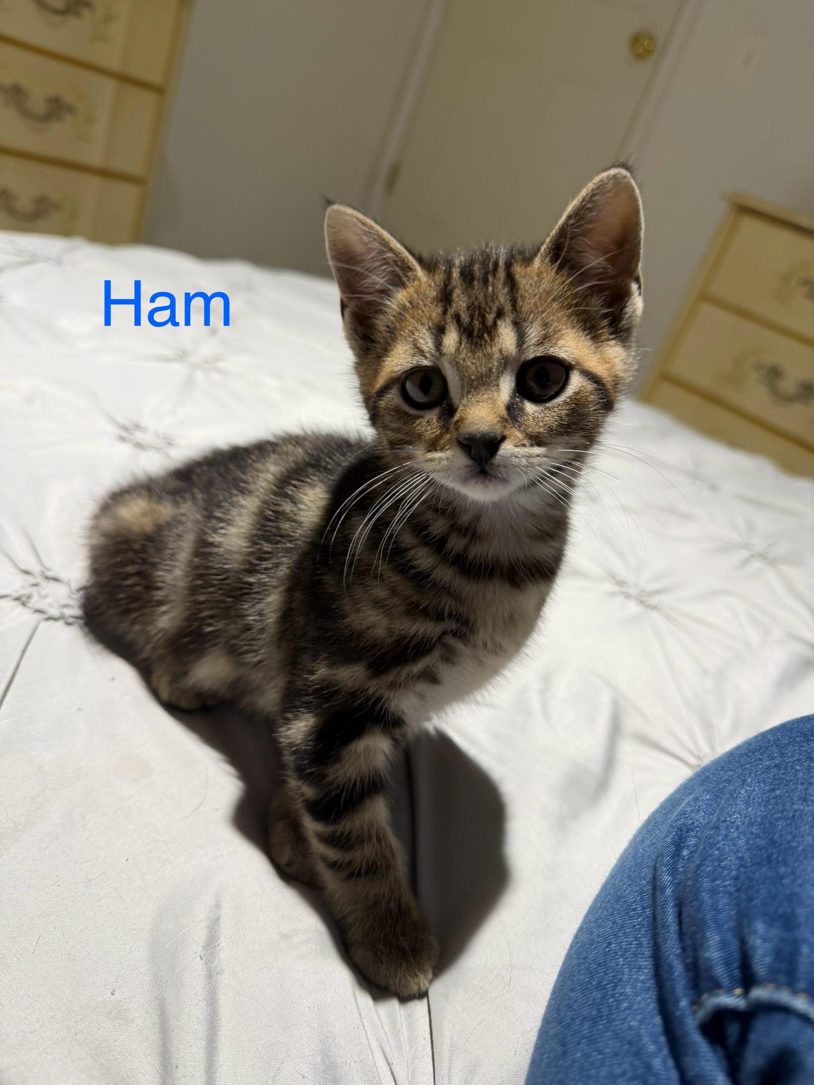 Ham, ADOPTABLE, Kitten Male Domestic Short Hair.