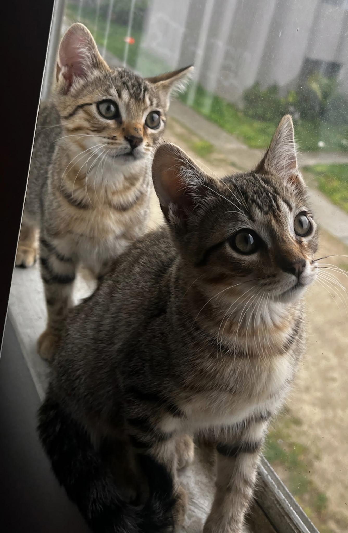 Kitties needing homes!!