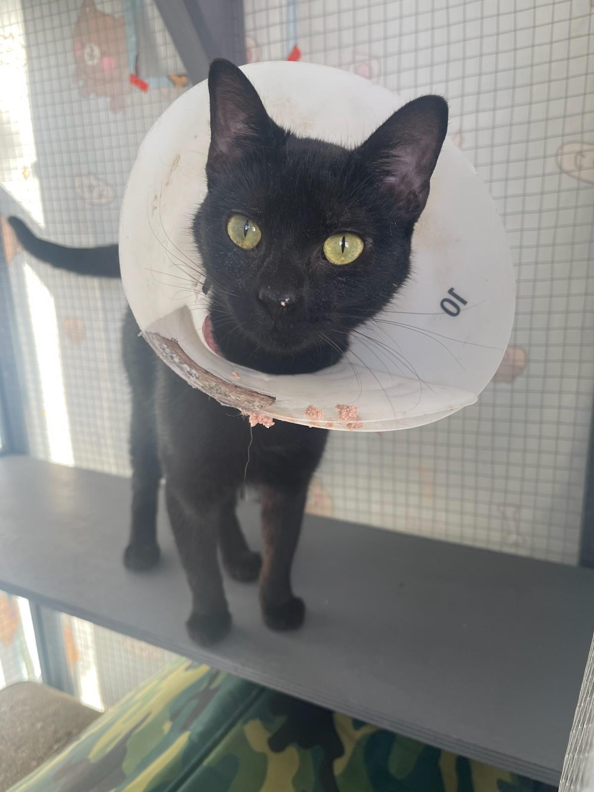 Kitties needing homes!!