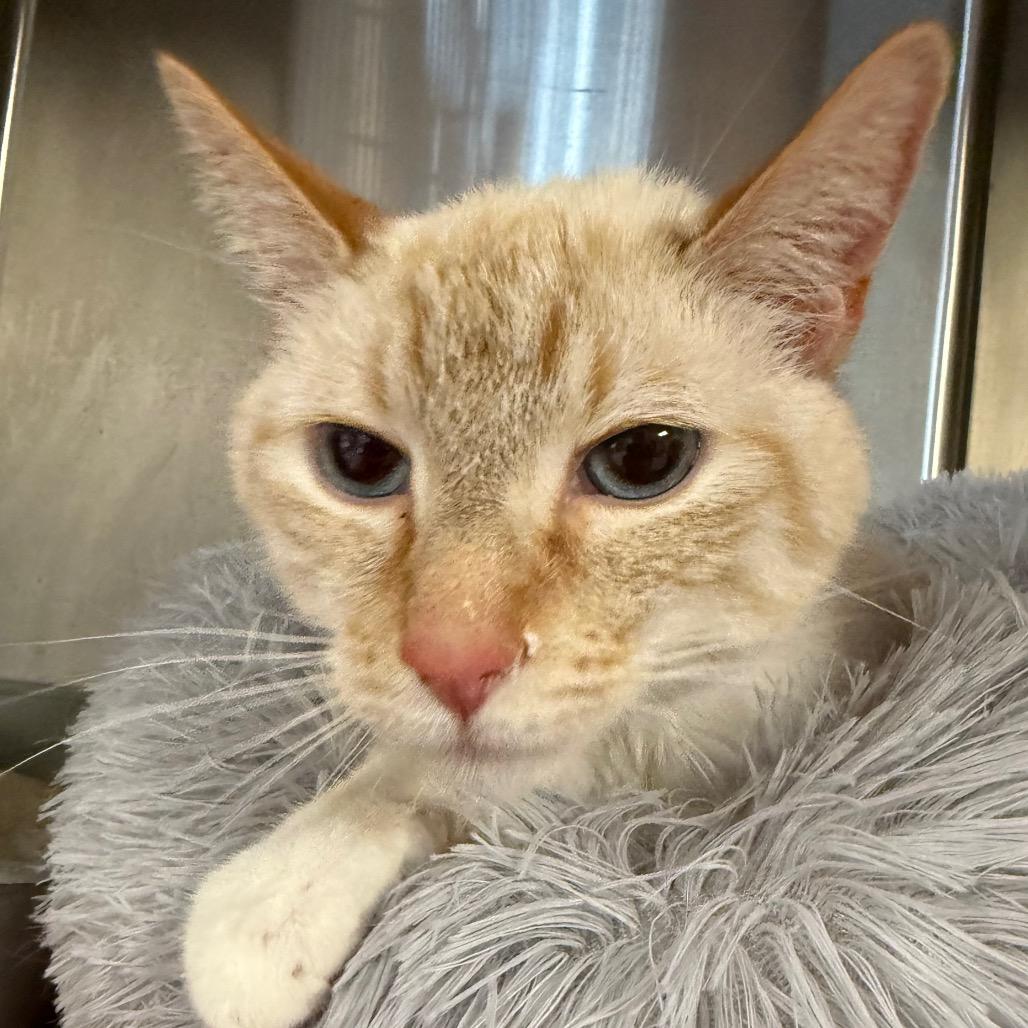 Alfredo, Adoptable, Adult Male Domestic Short Hair.