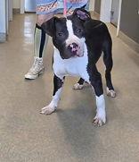 Hayes, Adoptable, Adult Male Pit Bull Terrier.