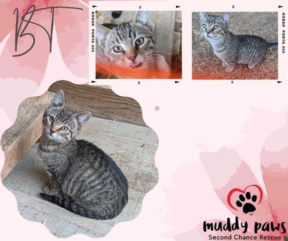 Penny AKA BT, a Adoptable Domestic Short Hair in Council Bluffs, IA image 3/6