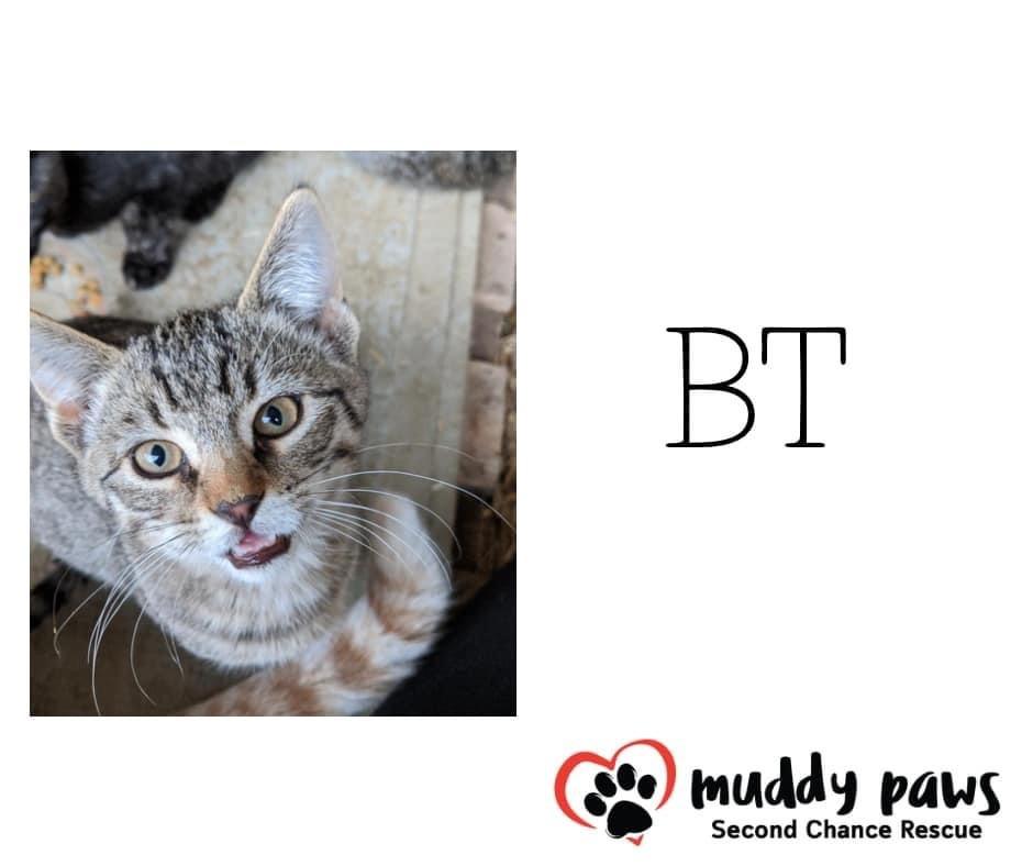 Penny AKA BT, a Adoptable Domestic Short Hair in Council Bluffs, IA image 4/6