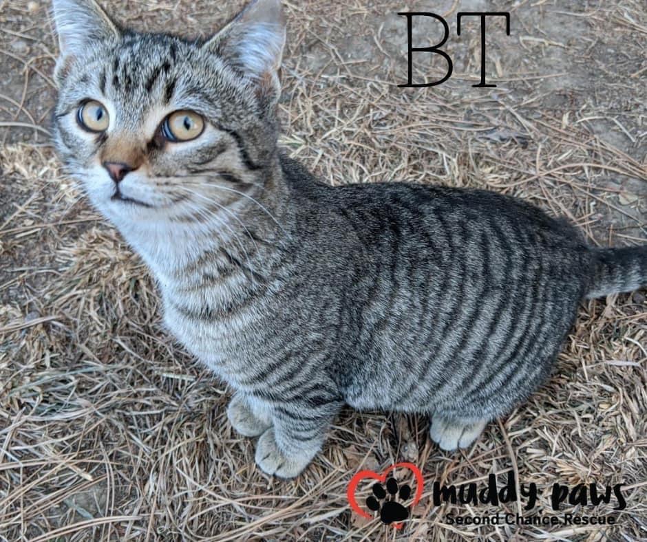 Penny AKA BT, a Adoptable Domestic Short Hair in Council Bluffs, IA image 6/6