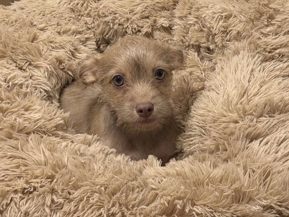 Enlarge Kakai, a Adoptable mixed breed in Frisco, TX image 2/5