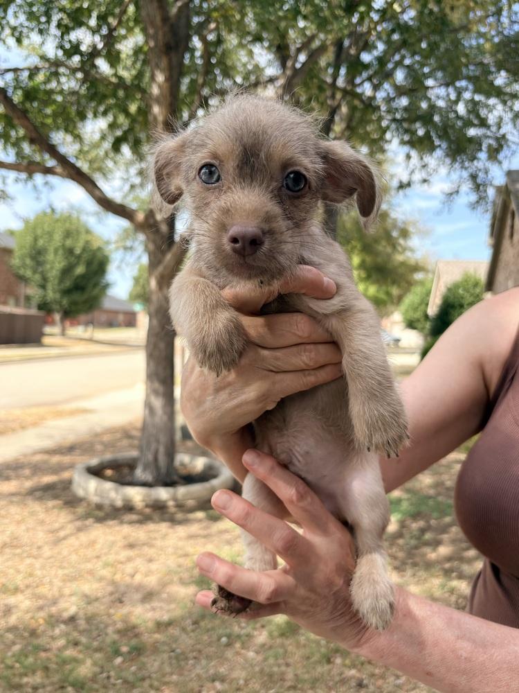 Enlarge Kakai, a Adoptable mixed breed in Frisco, TX image 4/5