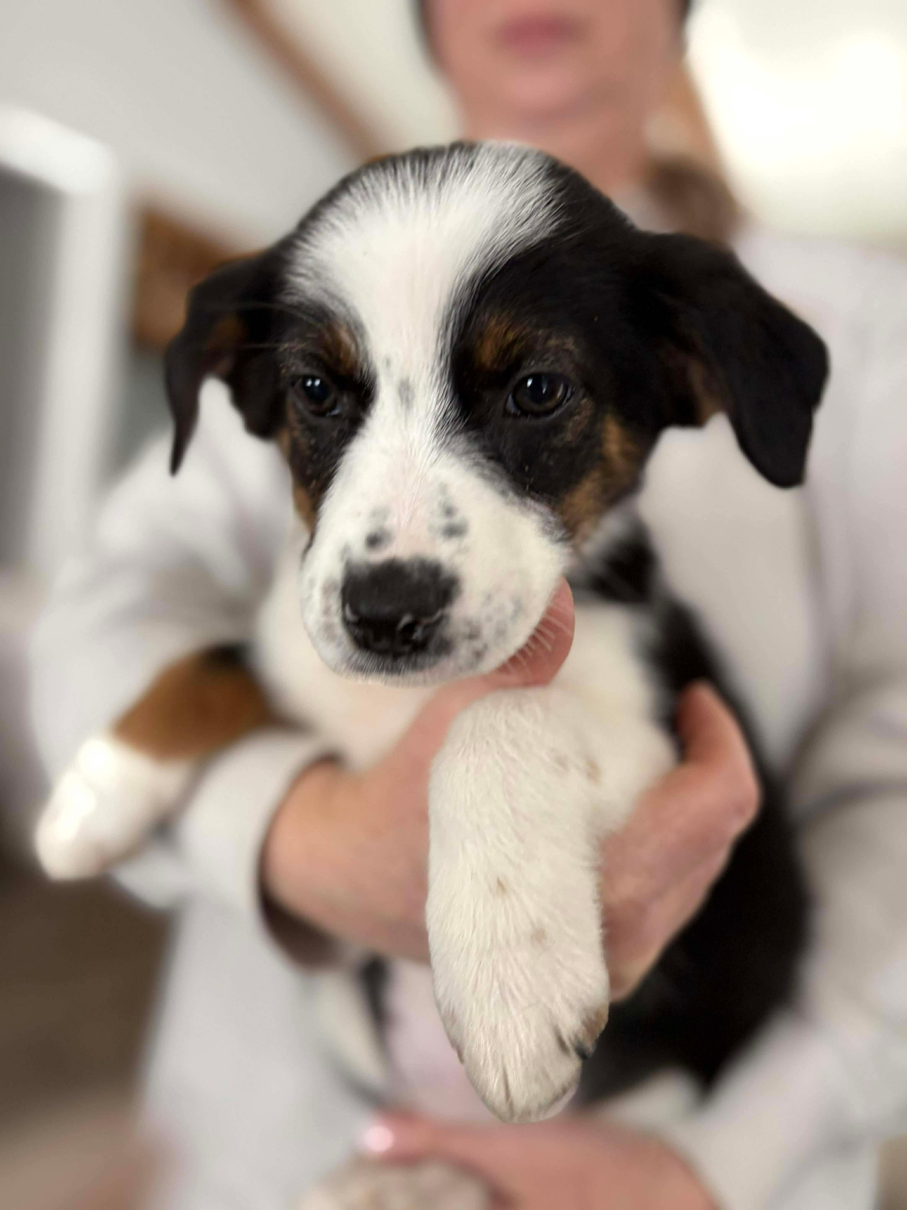 Tinsley, ADOPTABLE, Puppy Female Australian Shepherd.