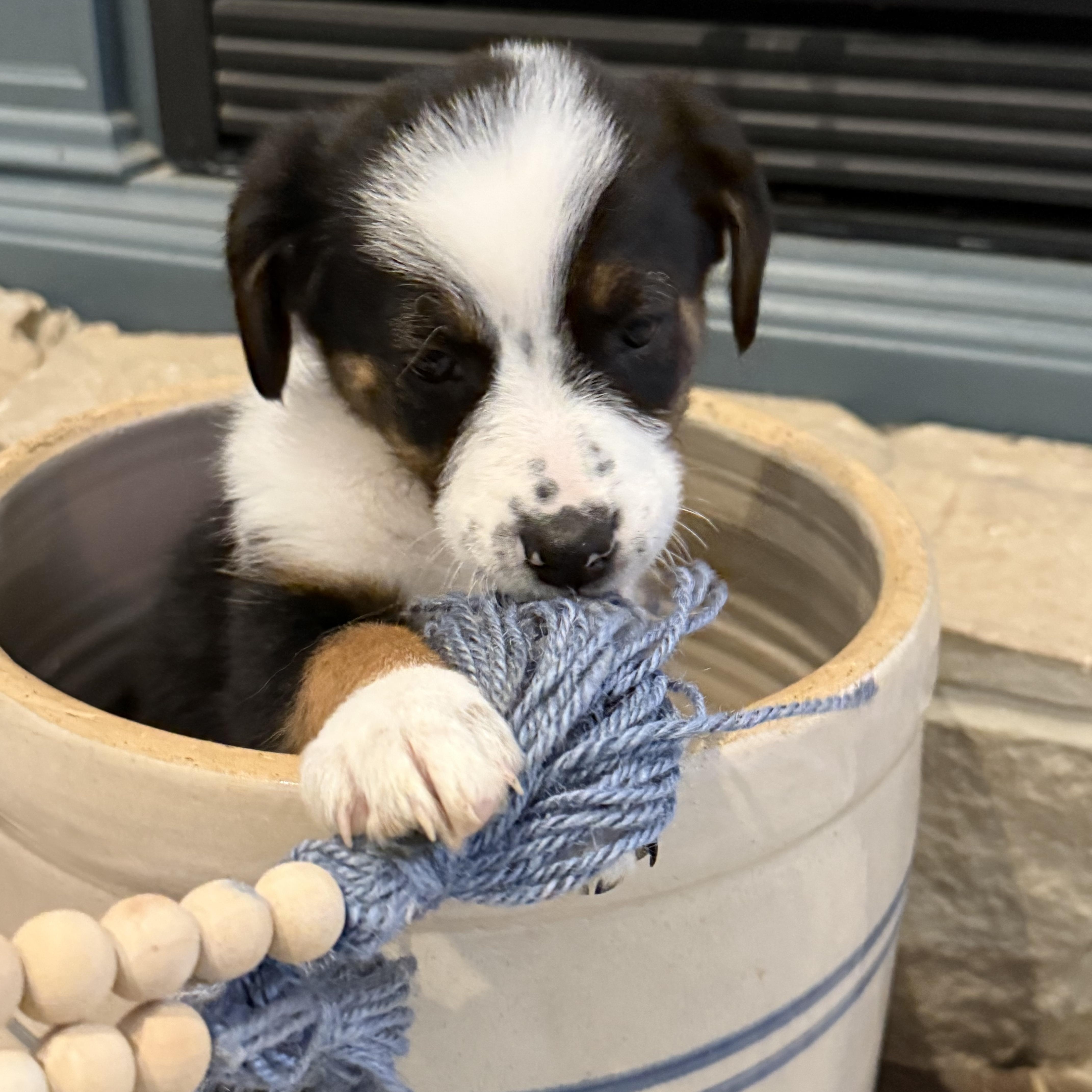 Tinsley, ADOPTABLE, Puppy Female Australian Shepherd.
