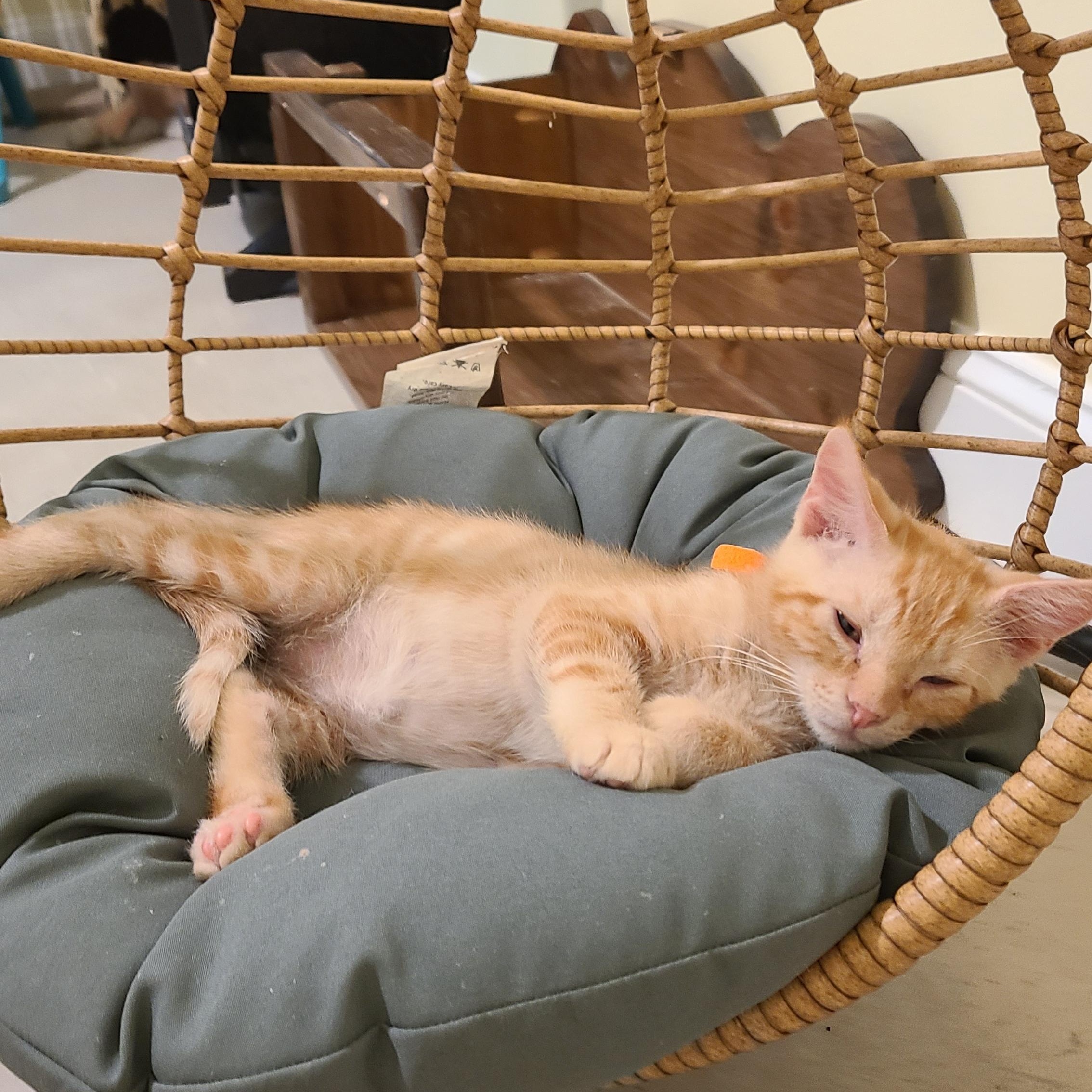 Enlarge Erlenmeyer - Winterville, GA, a Adoptable mixed breed in Athens, GA image 1/6