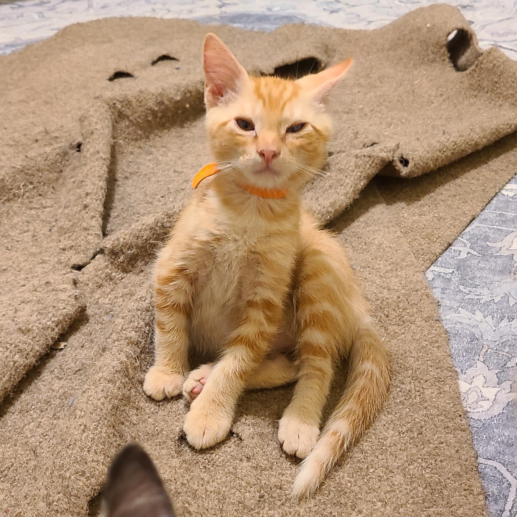 Enlarge Erlenmeyer - Winterville, GA, a Adoptable mixed breed in Athens, GA image 6/6