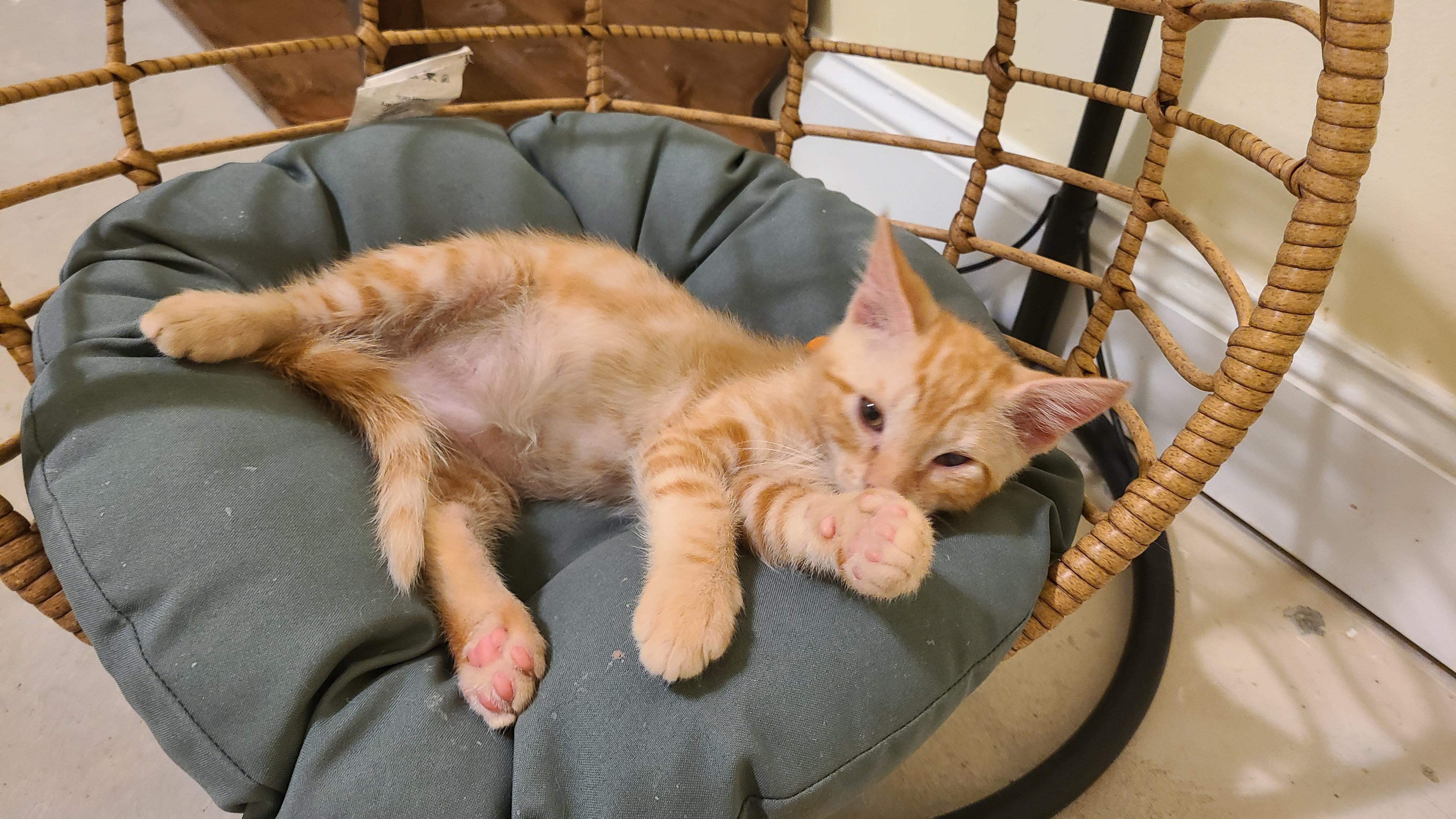 Enlarge Erlenmeyer - Winterville, GA, a Adoptable mixed breed in Athens, GA image 2/6