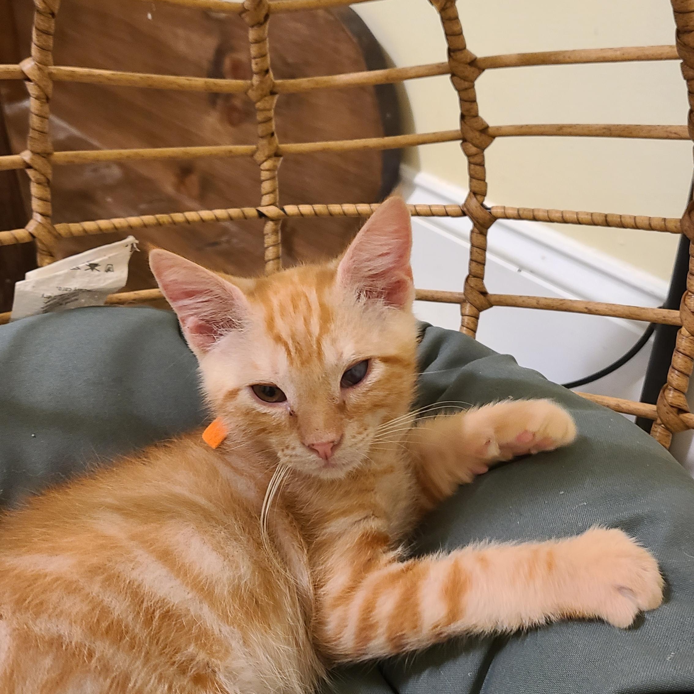 Enlarge Erlenmeyer - Winterville, GA, a Adoptable mixed breed in Athens, GA image 5/6