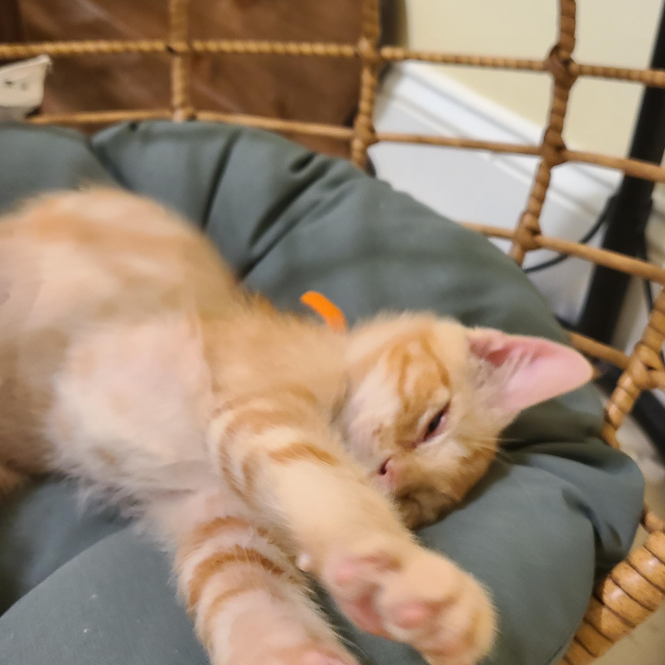 Enlarge Erlenmeyer - Winterville, GA, a Adoptable mixed breed in Athens, GA image 4/6
