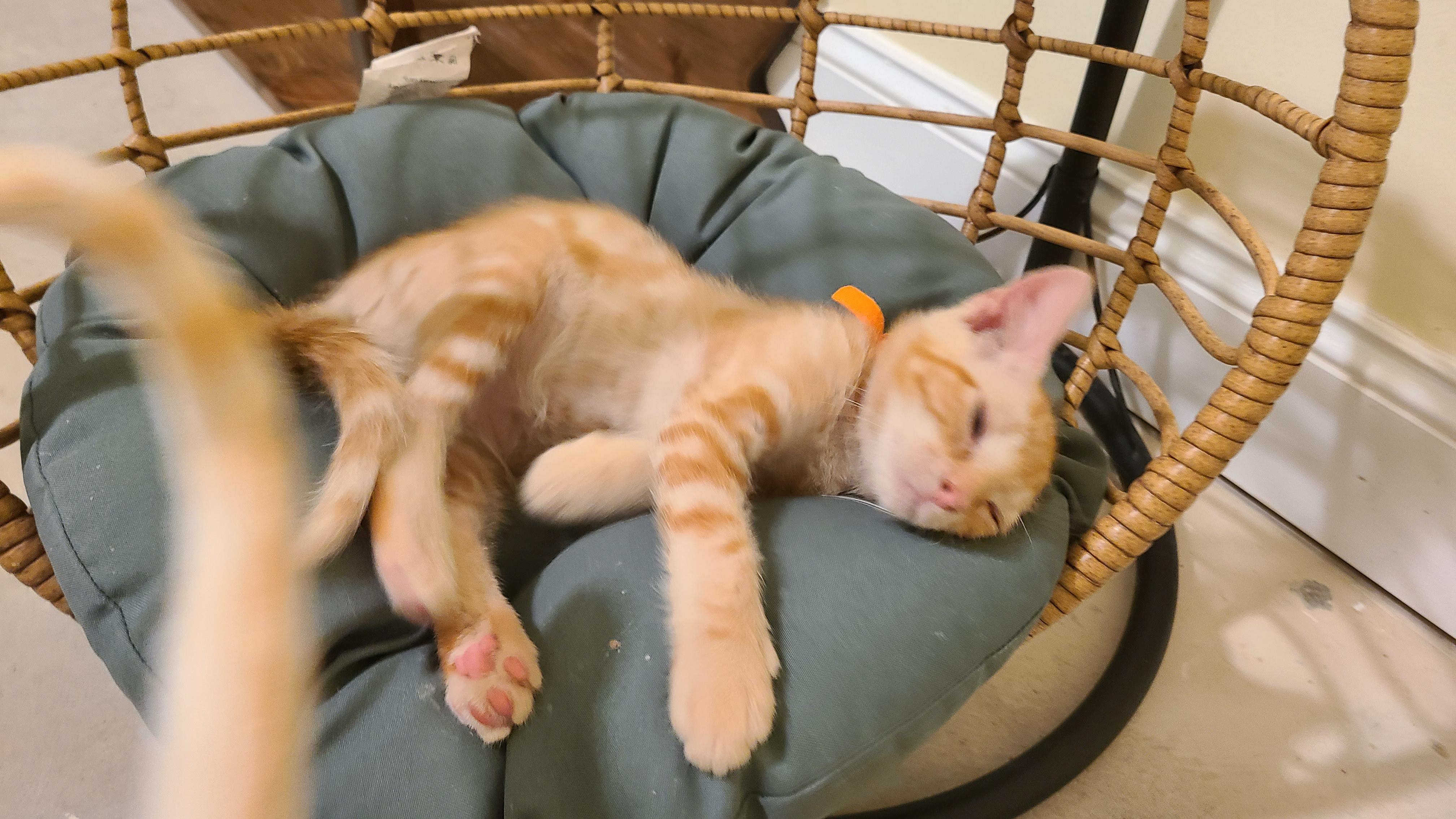 Enlarge Erlenmeyer - Winterville, GA, a Adoptable mixed breed in Athens, GA image 3/6