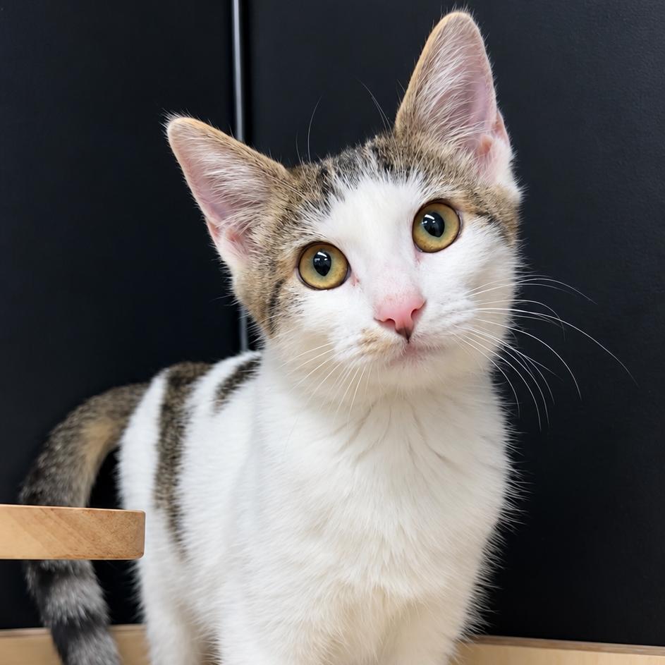 Nova, Adoptable, Kitten Female Domestic Short Hair.