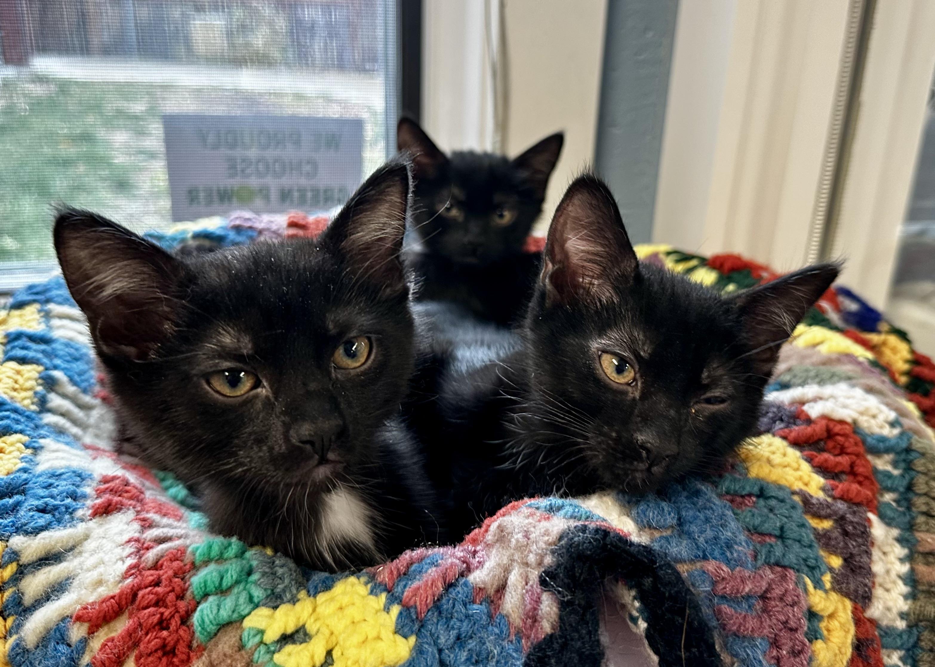 Deloney Triplets, Adoptable, Kitten Female Domestic Short Hair.