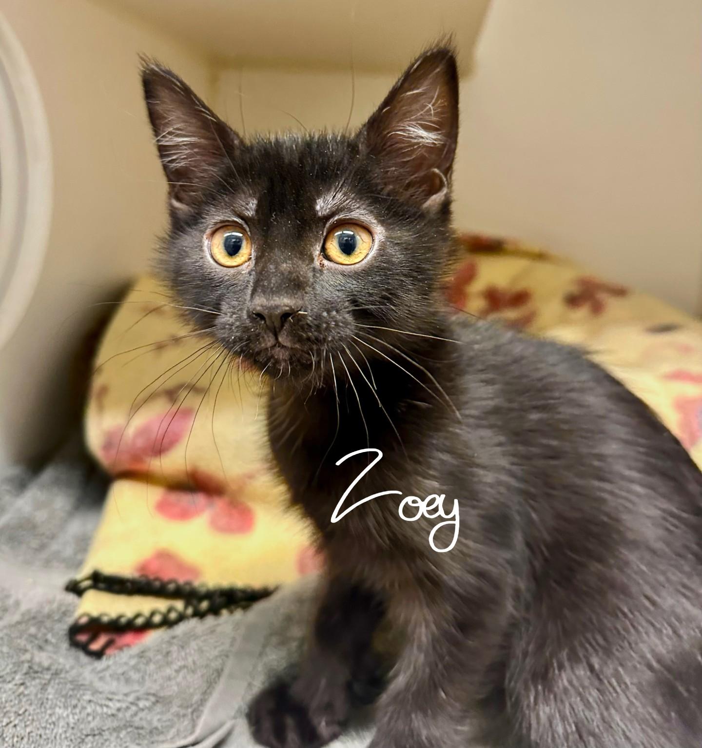 Zoey Deloney, Adoptable, Kitten Female Domestic Short Hair.