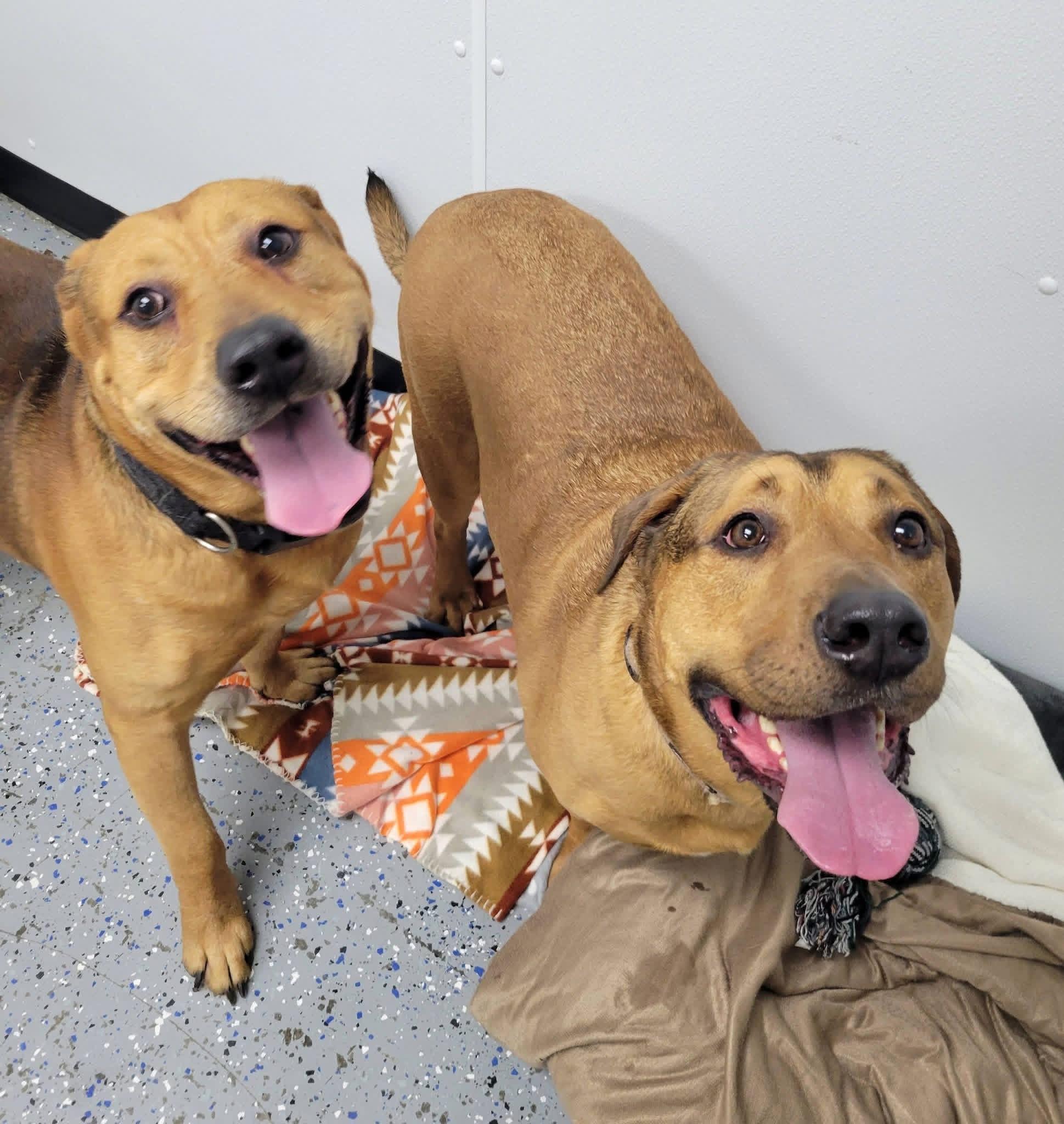 Enlarge Jax and Cleopatra , an adopted mixed breed in Ashland, KY image 2/2